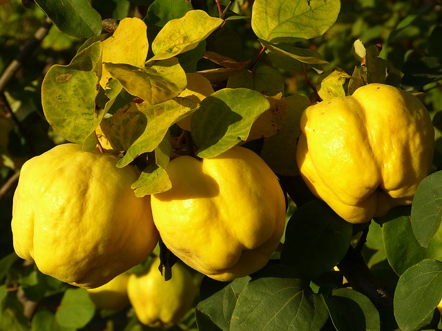 Napitak od ove voćke idealan je za ublažavanje kašlja, ima više vitamina C od limuna