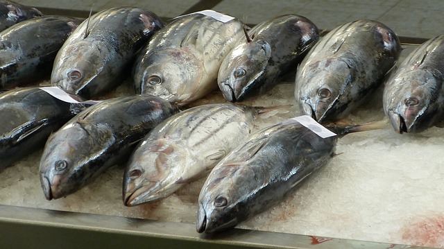 Tunjevina – omiljena vrsta ribe
