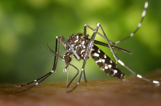 Tri žrtve zike u Venecueli, u Australiji obolela trudnica