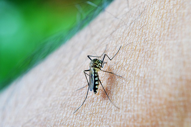 Kad vas ujede komarac, uradite jednu stvar i svrab u sekundi nestaje