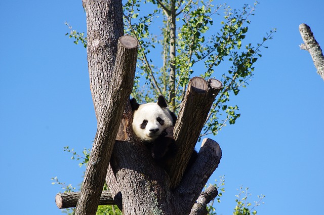 Đia Đia postala najstarija panda na svetu