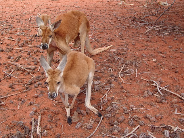 Australija: Namerno pregazio 17 kengura