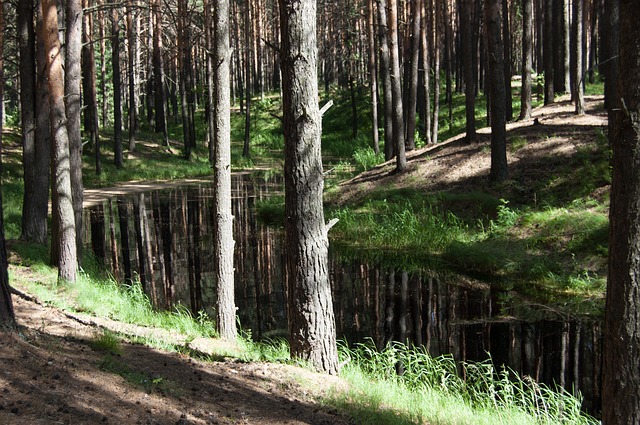 I vojska traži izgubljenog dečaka u šumi