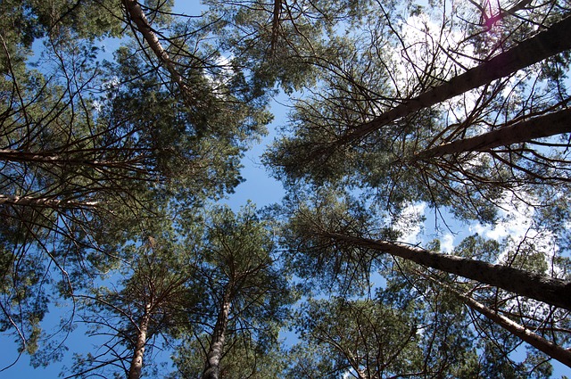 Banjička šuma od danas „Bajfordova šuma“