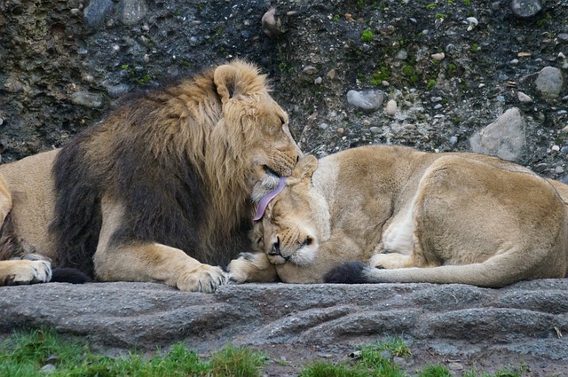 Zoo vrt: Protiv vrućina – tuševima i ledenim poslasticama