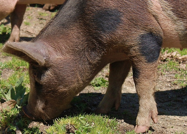 Kako se varaju izvršitelji? Svinje su nam kućni ljubimci