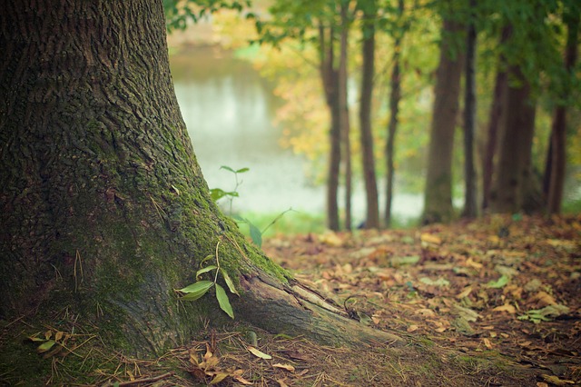 Danas je Svetski dan divlje faune i flore