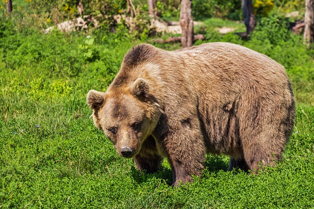 Medved upada u torove, napada i ubija stoku