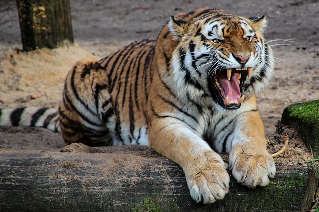 Jezivo: Tigrovi ubili čuvara u nacionalnom parku u Indiji