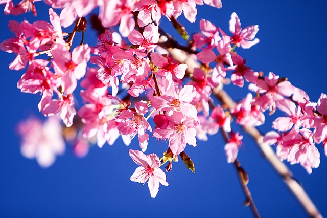 Neonska svetla i miris trešnjinog cveta (foto)