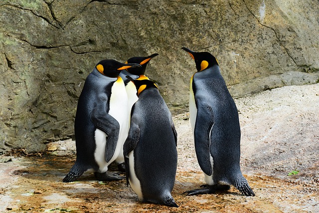 Ove stvari o pingvinima sigurno niste znali