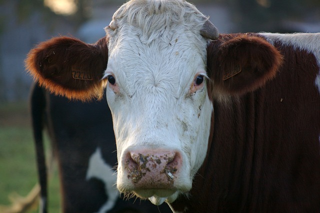 Godina borbe protiv antibiotika u hrani