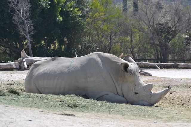 Uginula Nola, jedan od 4 preostala severna bela nosoroga