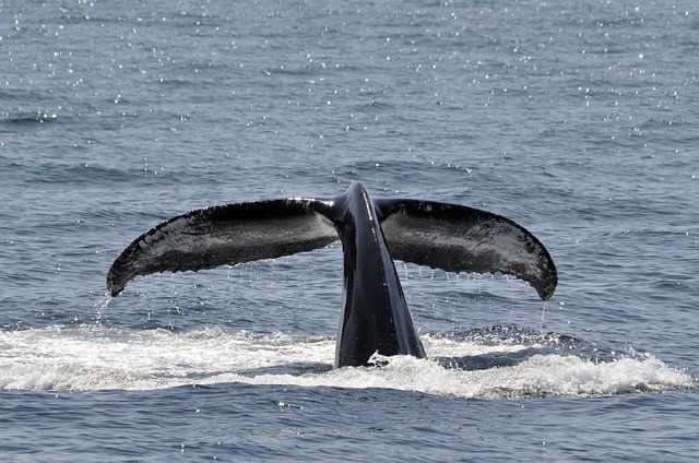 Anonimusi oborili sajt premijera Japana zbog lova na kitove