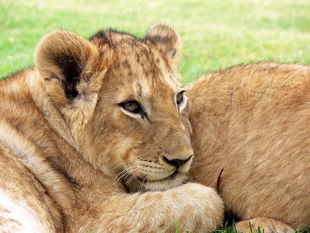 Dubai: Izgubio se lav, ljubimac porodice