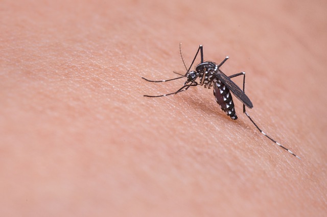 Zbogom malim napastima: Samo jedna stvar je dovoljna da se komarci više „ne lepe“ za vas