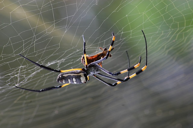 Nova vrsta pauka dobila ime po Nobelovcu Markesu