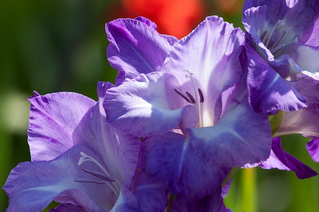 Ove cvetne lepotice možete da posadite u maju: Krasiće vašu baštu sve do prvih mrazeva