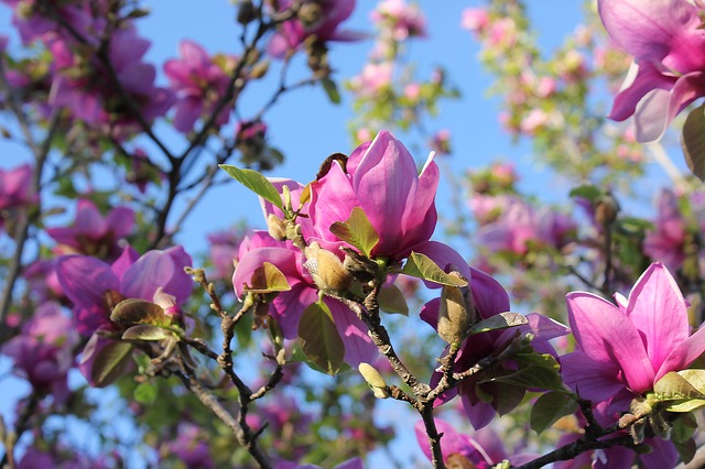 Zaljubljeni ste u predivne magnolije? Evo kako da vam uspeju u bašti