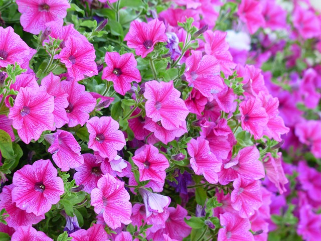 Ovih 5 biljaka su idealne za terasu: Pune su šarenih cvetova, a lagane za održavanje i svima uspevaju