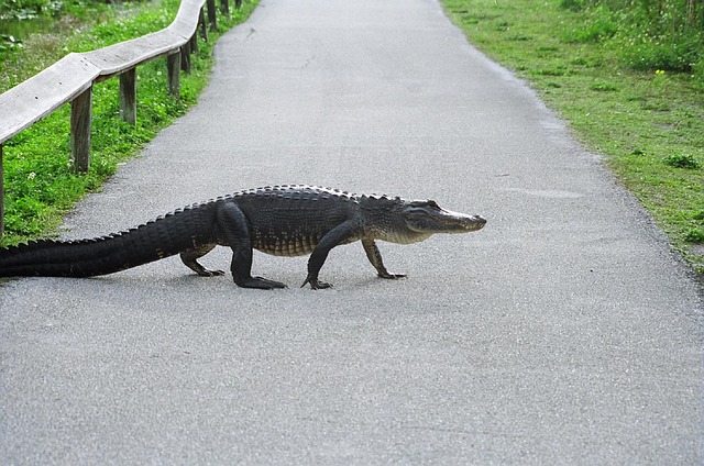 Policija: Male šanse da je živ dečak kog je napao aligator (video)