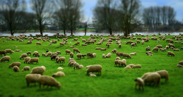 Niko neće da čuva ovce ni za 500 evra, fali im internet