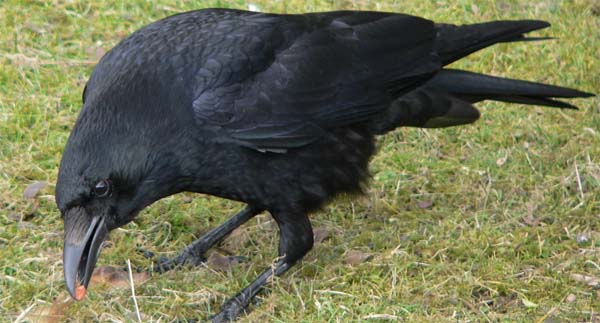 Novi dokazi o visokoj inteligenciji vrana