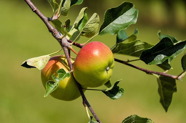 Sve traženiji organski proizvodi iz Srbije