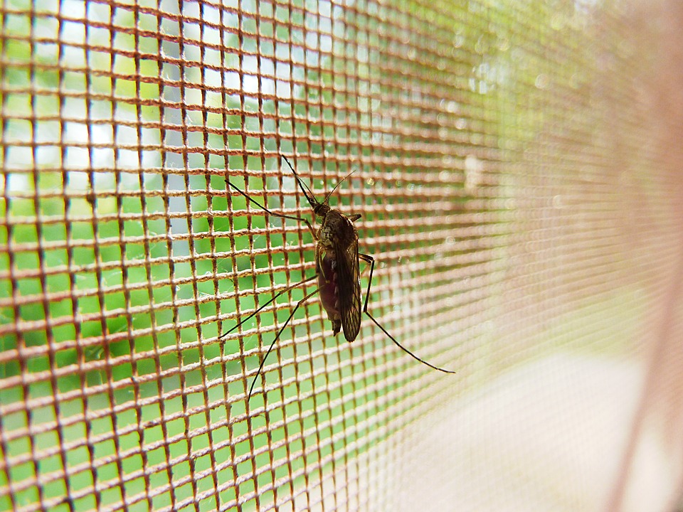 Novo američko biološko oružje: Skakavci i insekti kao prenosioci virusa