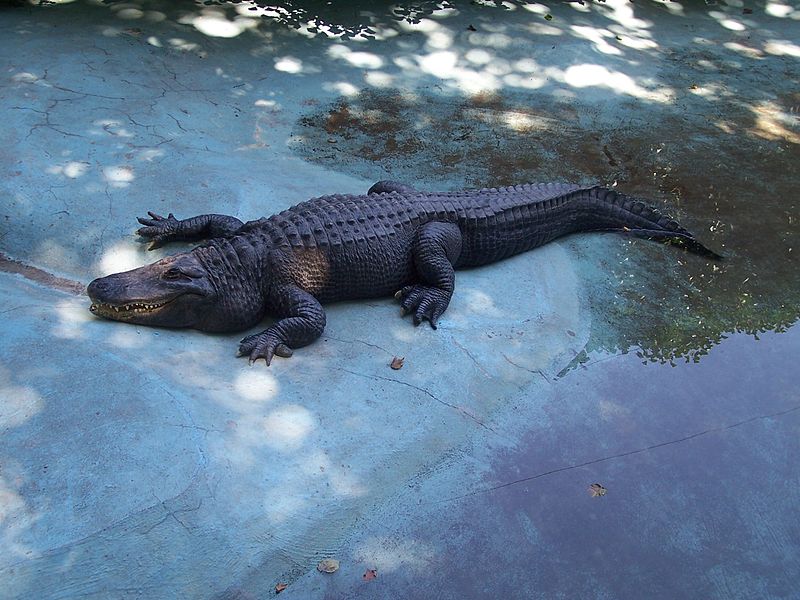 Muja – najstariji aligator na svetu