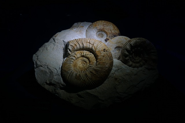 Naučnici otkrili puža starog 99 miliona godina!