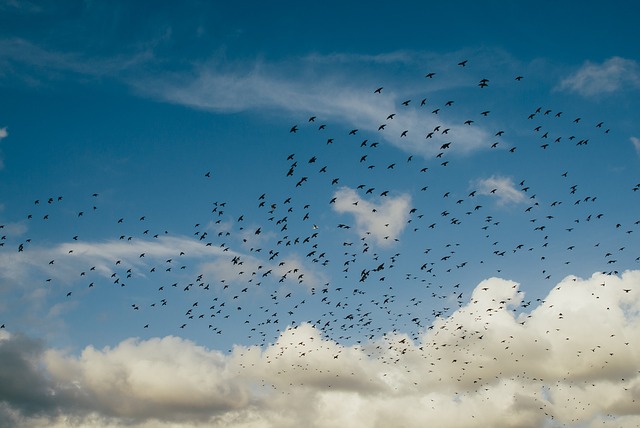 Nad Jagodinom 2.000 vrana: Večeri podsećaju na film „Ptice“