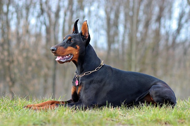 Doberman nasred dečijeg igrališta nasrnuo na sedmogodišnjaka