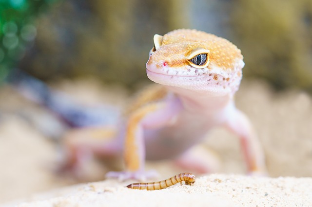 Nakon 40 godina, reptili ponovo ljubimci u Norveškoj