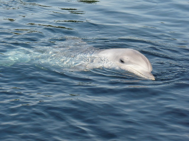 Meštani pronašli uginulog delfina na obali