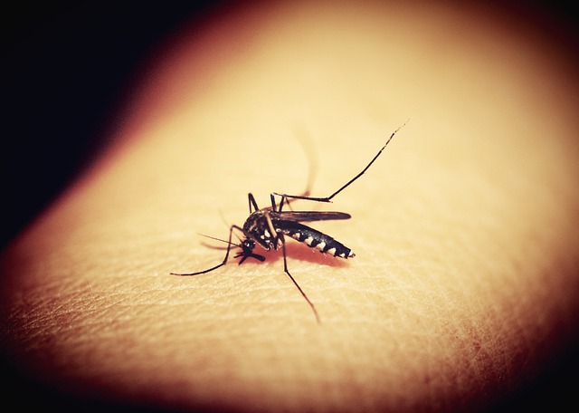Da li ste se nekad zapitali zašto komarci ujedaju ljude?