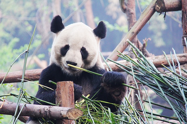 Odgonetnuta misterija: Zašto su pande crno-bele?