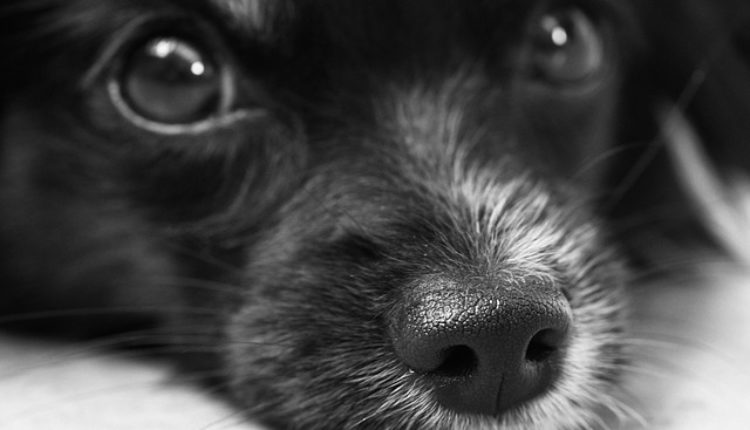 Otkrivamo šta se tačno događa u mozgu vašeg ljubimca kada ste tužni Otkrivamo šta se tačno događa u mozgu vašeg ljubimca kada ste tužni