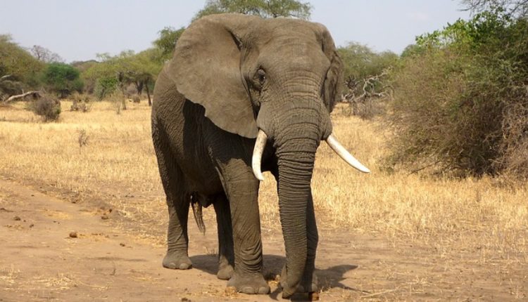 Neobičan zahtev: Sudija odbio zahtev da se slonovima dodeli status – OSOBE