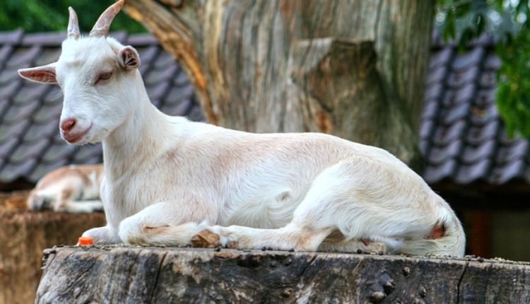 Haos u Venecueli: Kradu životinje iz zoo vrta da se prehrane? Haos u Venecueli: Kradu životinje iz zoo vrta da se prehrane?