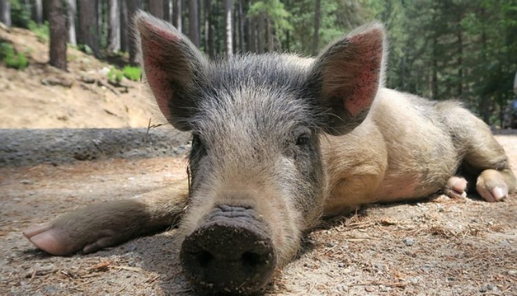 Divlje svinje doplivale do Štranda, potera u toku