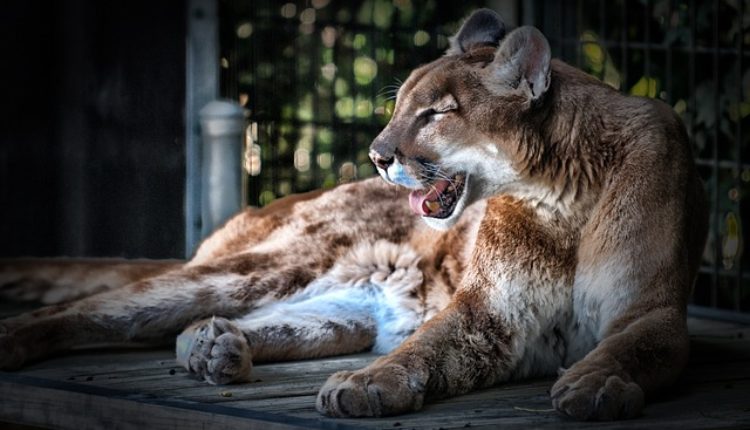 Amerikanka ostavlja 22 miliona dolara nemačkom ZOO vrtu Amerikanka ostavlja 22 miliona dolara nemačkom ZOO vrtu