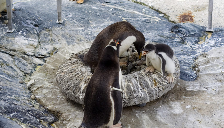 Neviđena katastrofa na Antarktiku: 40.000 pingvina umrlo od gladi