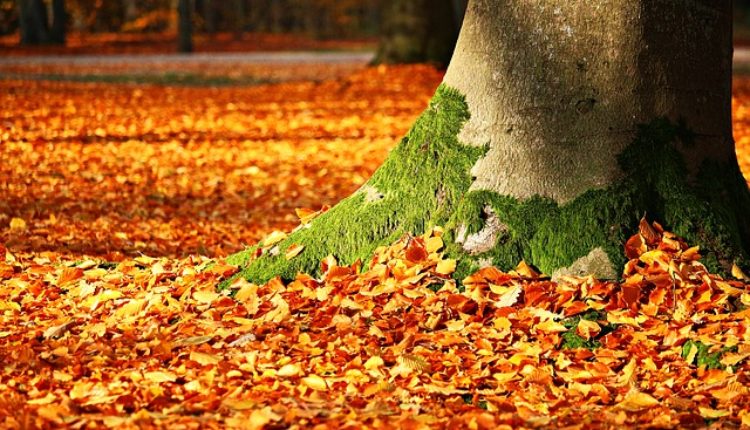 Nedeljni horoskop (od 13. do 19. novembra 2017) Nedeljni horoskop (od 13. do 19. novembra 2017)