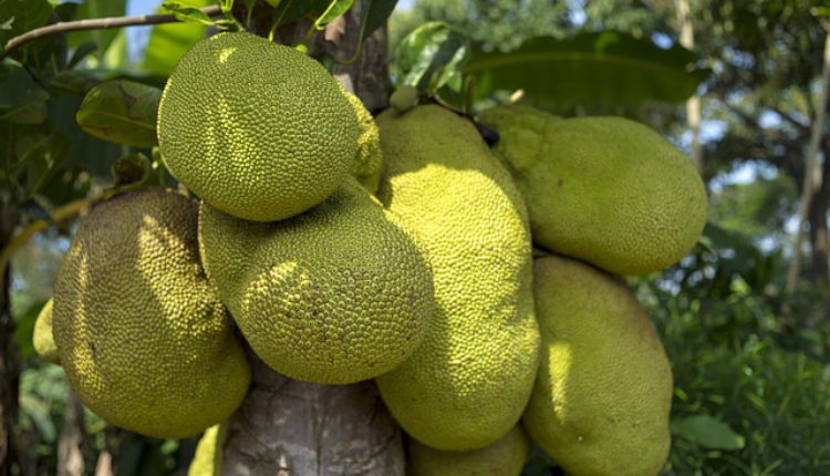 Nangka, egzotično voće iz Azije, moglo bi da REŠI PROGLEM GLADI u svetu