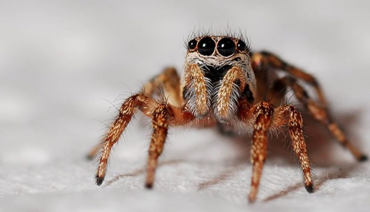 Gadni a korisni: Upozorenje stručnjaka – u Evropu stiže velika najezda pauka