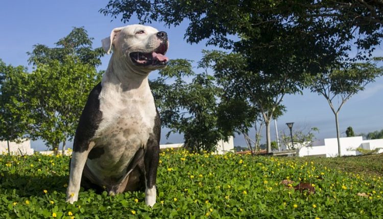 Stravično: 2 pitbula izujedala dečaka do smrti