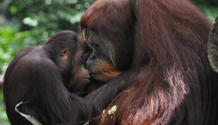 Posle 100 godina otkrivena nova vrsta orangutana – i to pred izumiranjem Posle 100 godina otkrivena nova vrsta orangutana – i to pred izumiranjem