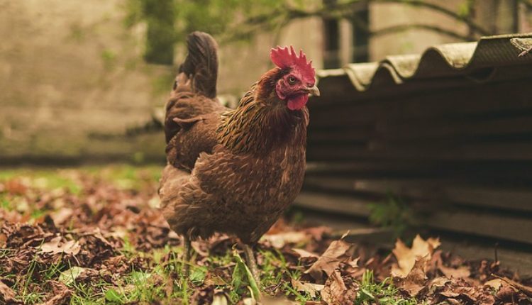 Nije vic već veoma redak slučaj: Trebinjski petao Paja nosi jaja Nije vic već veoma redak slučaj: Trebinjski petao Paja nosi jaja