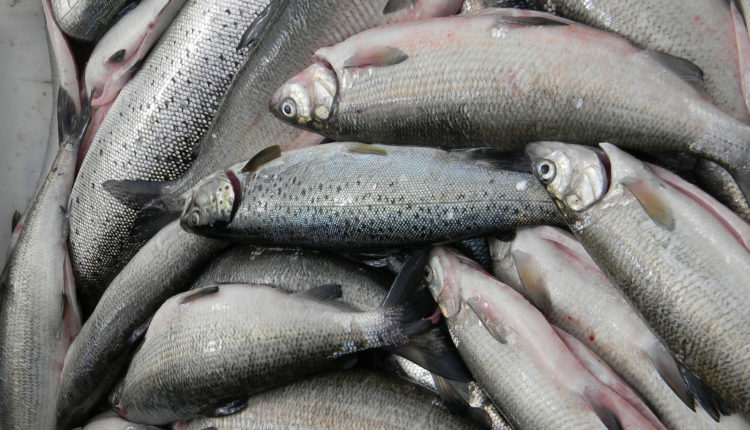 Proizvodnja ribe u Srbiji 25 puta manja od mogućnosti